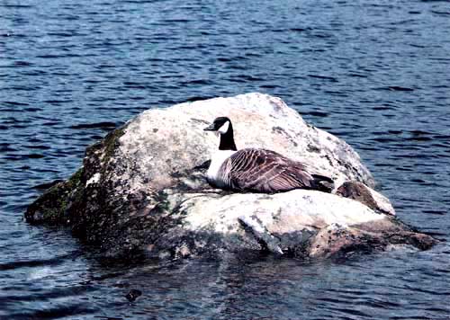 Canadian Goose, Trinity Lake - copyright Lisl Steiner