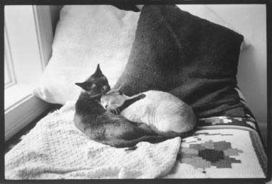 Cats in bed 1970 - copyright Lisl Steiner