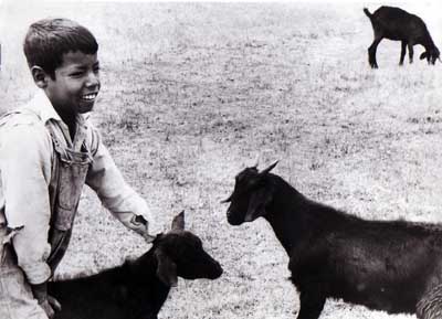 Mexico Shepherd - copyright Lisl Steiner